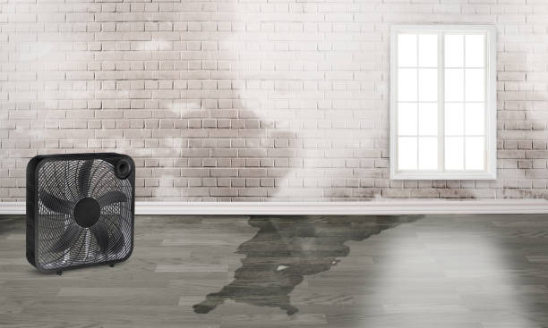 Best Sewage cleanup and water damage restoration  in Marion, IL