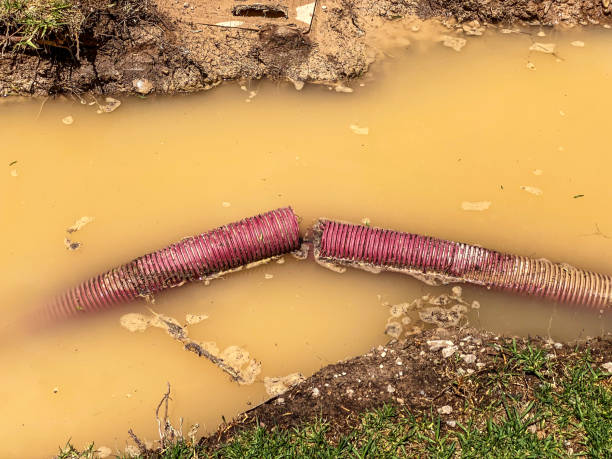 Best Water damage cleanup near me  in Marion, IL